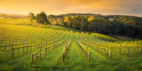 Spring Vines