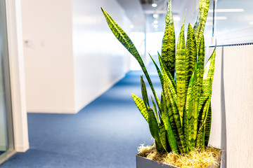 Closeup of green potted plant leaves in large vase flowerpot in minimalist corporate office cubicles interior of building floor and nobody empty space with light