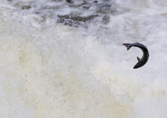 Wild Scottish atlantic salmon leaping on waterfall