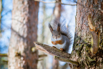 Hungry and funny one wild squirrel sitting on a tree in the spring forest