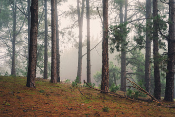 Obraz premium Forest Walk