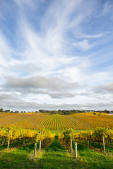 Autumn Vines