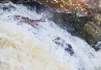 Fototapeta premium Wild Scottish atlantic salmon leaping on waterfall