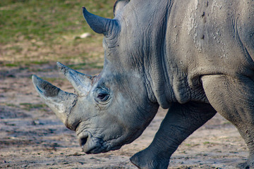 white rhinoceros in zoo