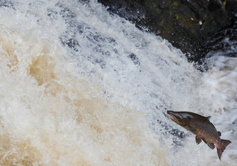 Fototapeta premium Wild Scottish atlantic salmon leaping on waterfall