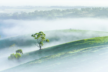 Misty Morning