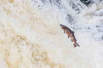 Wild Scottish atlantic salmon leaping on waterfall