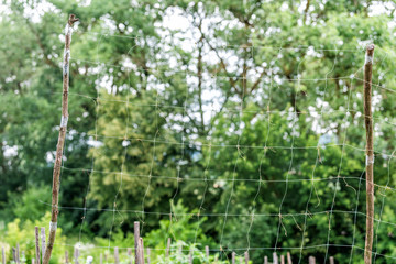 Closeup of net mesh for growing cucumber climbing green plant vegetables fruit in garden with trees background in orchard