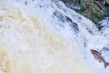 Wild Scottish atlantic salmon leaping on waterfall
