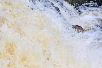 Wild Scottish atlantic salmon leaping on waterfall