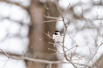 Closeup of one small black-capped chickadee singing, poecile atricapillus, bird sitting perched on tree branch during heavy winter snow chirping in Virginia, snow falling