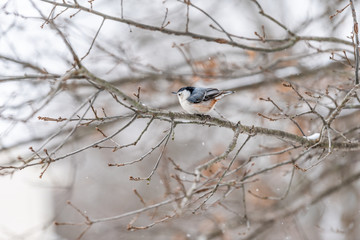 One white-breasted nuthatch bird ruffling feathers on tree branch during winter snowflakes snow covered oak tree in Virginia white background autumn winter or spring