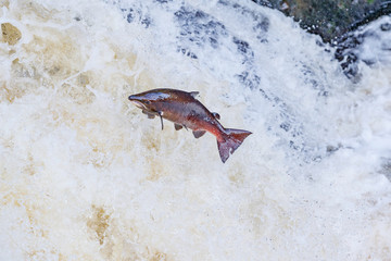 Wild Scottish atlantic salmon leaping on waterfall © jamie
