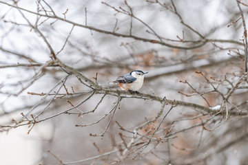 One white-breasted nuthatch bird on tree branch during winter snowflakes snow covered oak tree in Virginia white background autumn winter or spring