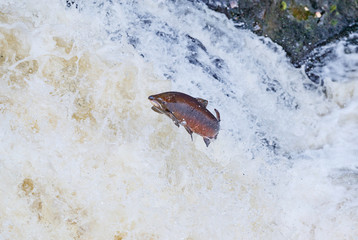 Wild Scottish atlantic salmon leaping on waterfall