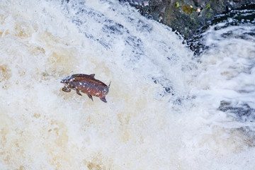 Wild Scottish atlantic salmon leaping on waterfall