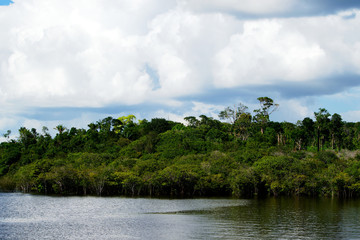 Manaus, Amazonas, Brazil. Rio Negro river and its beauties that enchant to all visitors. Amazonia, the living nature.
