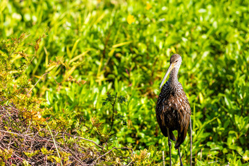 Limpkin bird wildlife closeup standing in marsh swamp in Paynes Prairie Preserve State Park in Gainesville, Florida with long beak