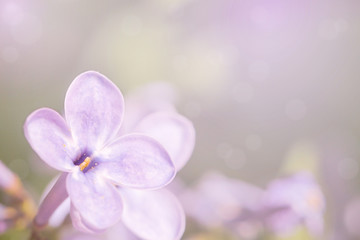 The light spring background with lilac flower. Springtime.