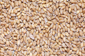 close up of wheat grains