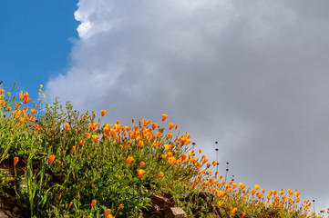 Low view of California poppies pointing up toward clouds and sky.