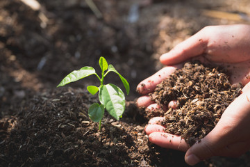 Both hands of men are planting seedlings into fertile soil, Natural care concepts and world preservation, global warming reduction. World Environment Day.