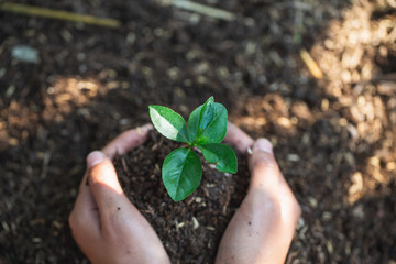 Both hands of men are planting seedlings into fertile soil, Natural care concepts and world preservation, global warming reduction. World Environment Day.