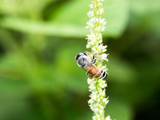working bee looking some food to cook honey on flower