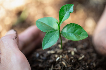 environment Earth Day In the hands of trees growing seedlings. Bokeh green Background Female hand holding tree on nature field grass Forest conservation concept,  reduce global warming.
