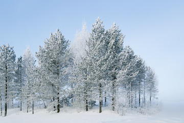 Snowy countryside and forest at winter Rovaniemi