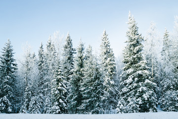 Snowy countryside with forest at winter Rovaniemi