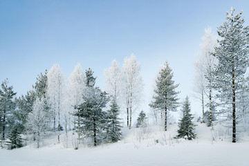 Snowy countryside with forest in winter Rovaniemi