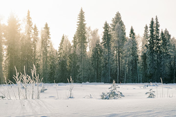 Sunrise at Snowy countryside and forest in winter Rovaniemi