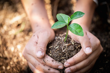 Hand protects seedlings that are growing, Environment Earth Day In the hands of trees growing seedlings, reduce global warming, concept of love the world.