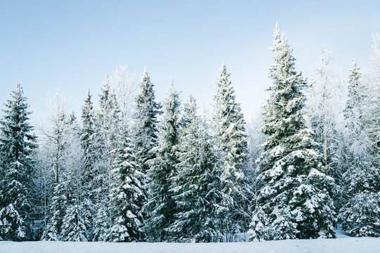 Snowy countryside with forest at winter Rovaniemi