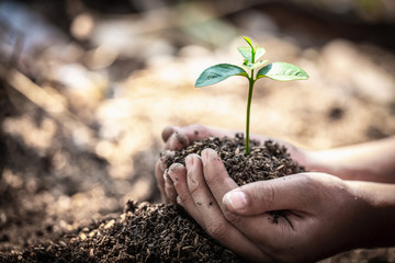 Child hands holding and caring a young green plant, Seedlings are growing from abundant soil,...