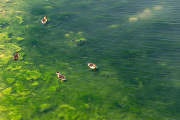 Little beautiful ducklings swim in the waters near the shore