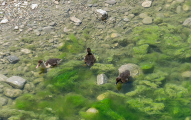 Little beautiful ducklings swim in the waters near the shore