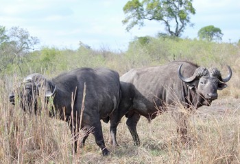 Fototapeta premium Two buffalos 