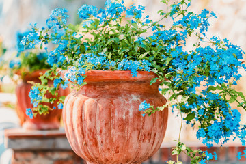 Flowers in Augustus Gardens in Capri Island town