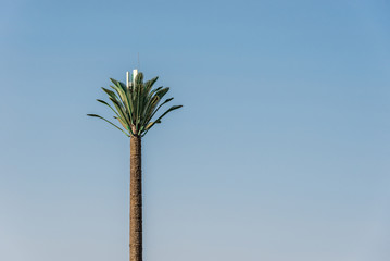 big green African palm tree against the blue sky