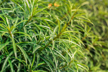 green bush with long leaves on the whole frame