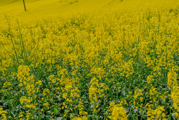 Obraz premium Rape flowers field