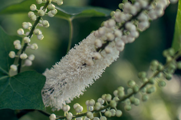 Diagonally placed white flowers in bloom