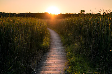 Bog path at sunset