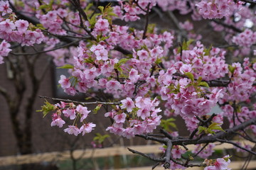 Cherry blossoms in full bloom