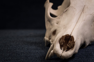 closeup of coyote skull isolated on blue backdrop