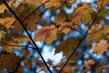 Fototapeta na wymiar Autumn leaf arrangement against a blue sky