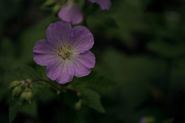 Purple flower against green background. Moody with room for text.