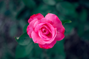 Vivid rose peddles isolated